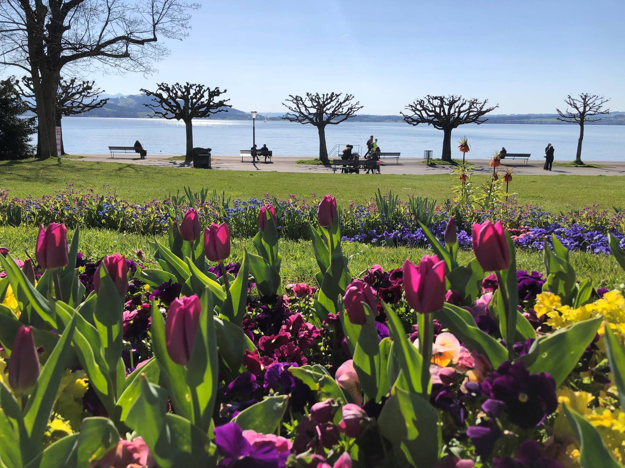 B&auml;ume, Rabatten und Trottoirverbreiterung